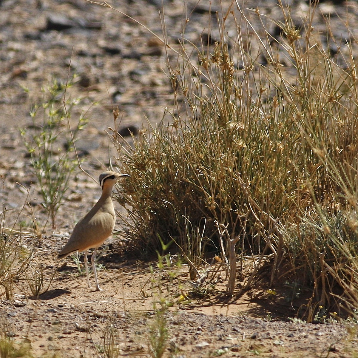 Cream-colored Courser - ML644778953