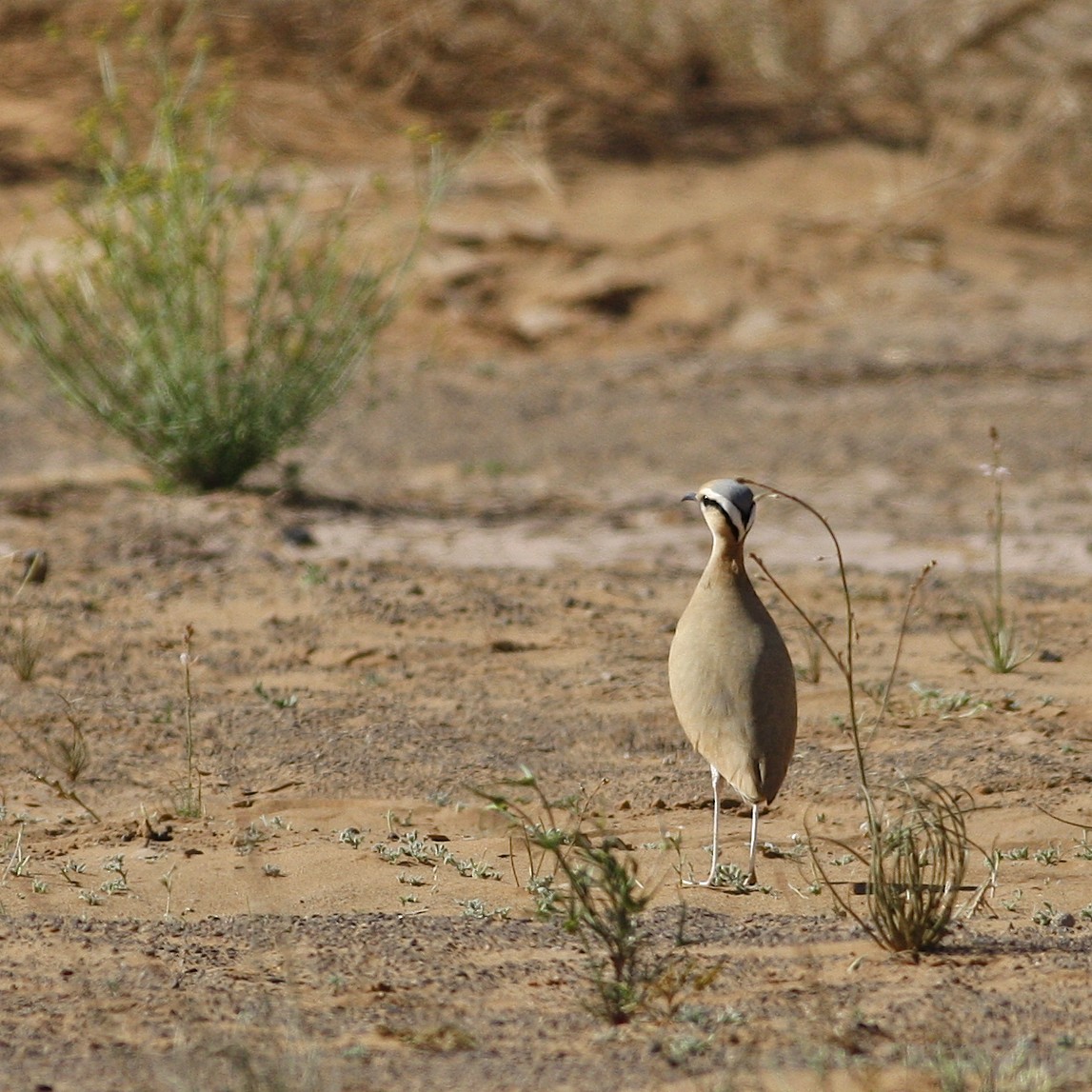 Cream-colored Courser - ML644778954