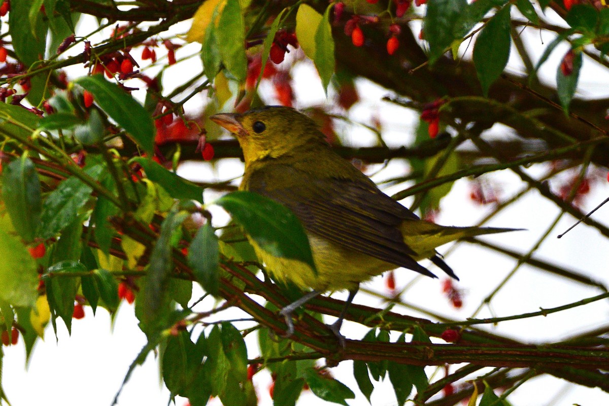 rødpiranga - ML644778960