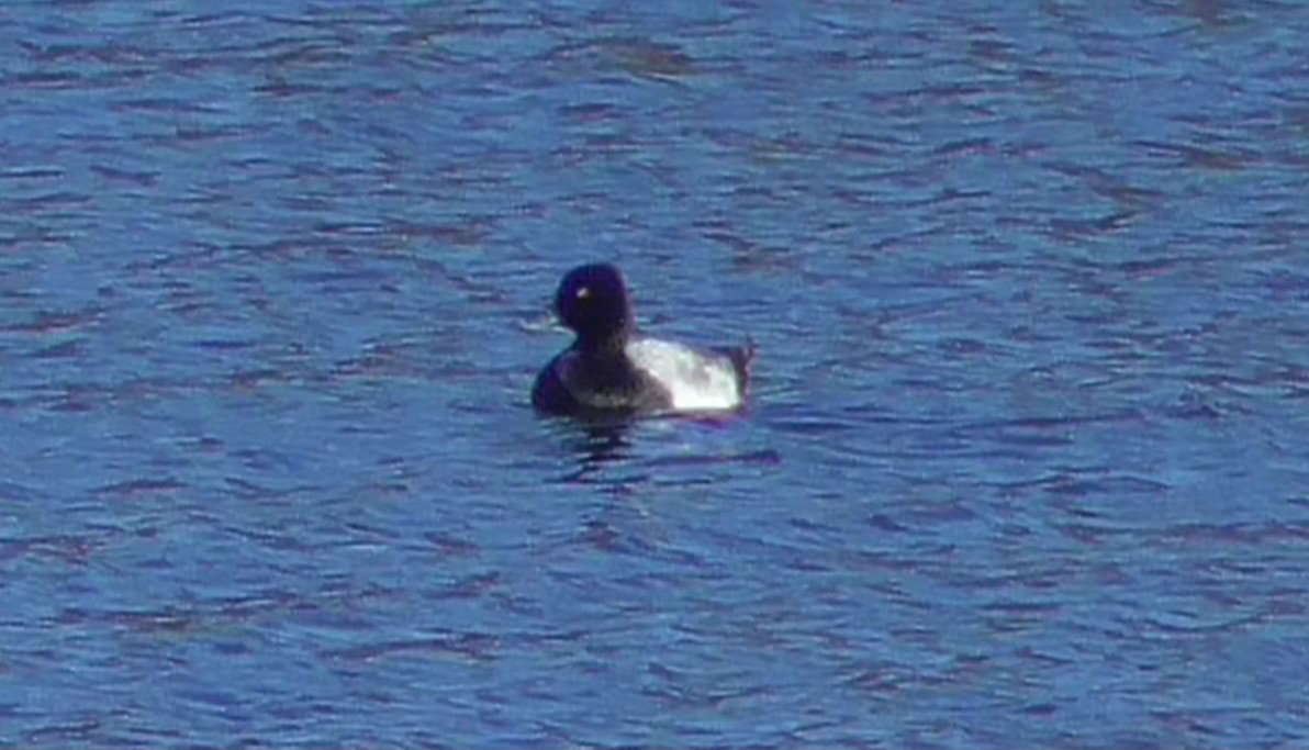 Lesser Scaup - ML644778968