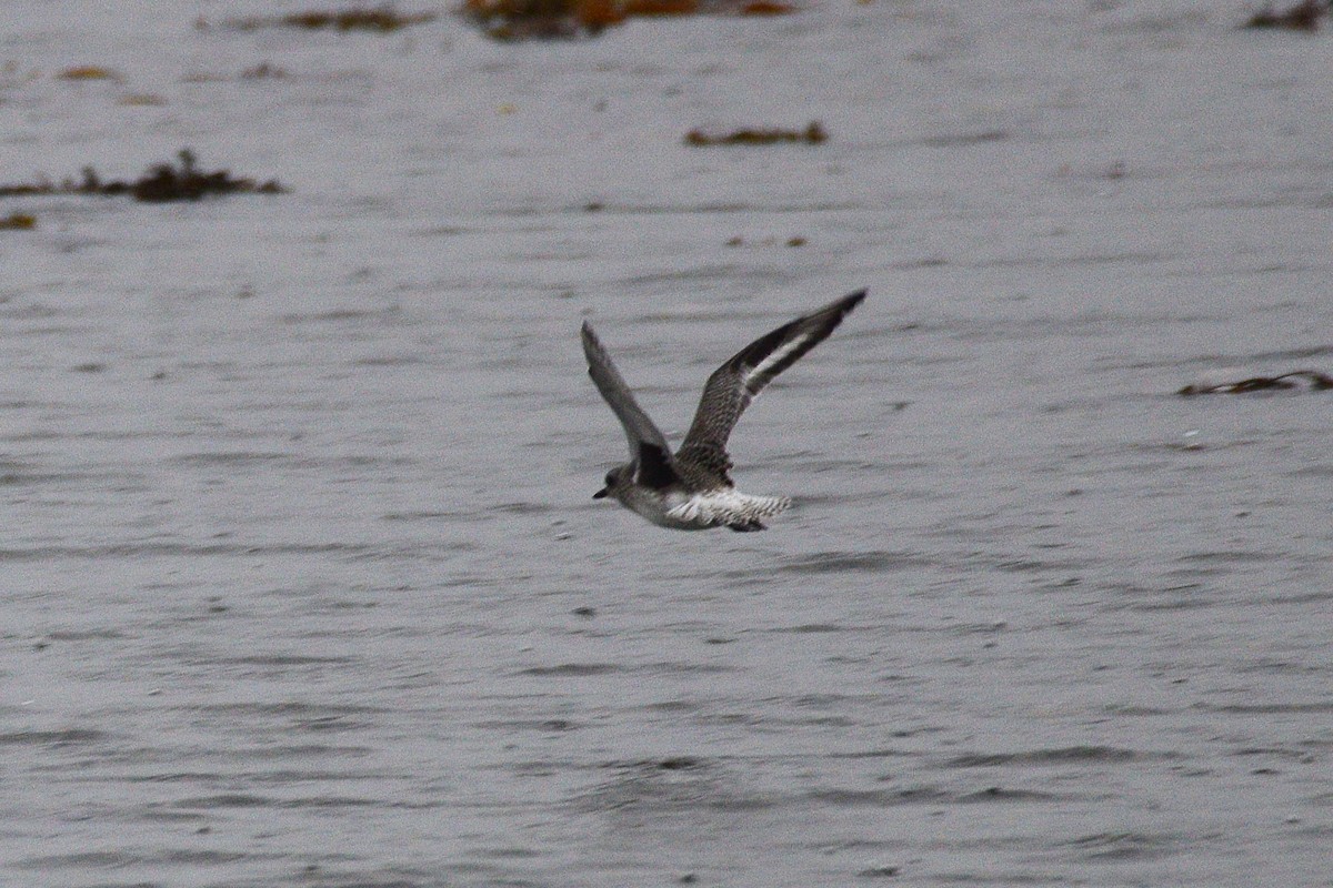 Black-bellied Plover - ML644778982