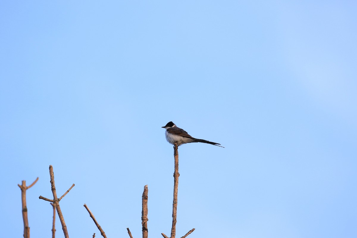 Fork-tailed Flycatcher - ML644778984
