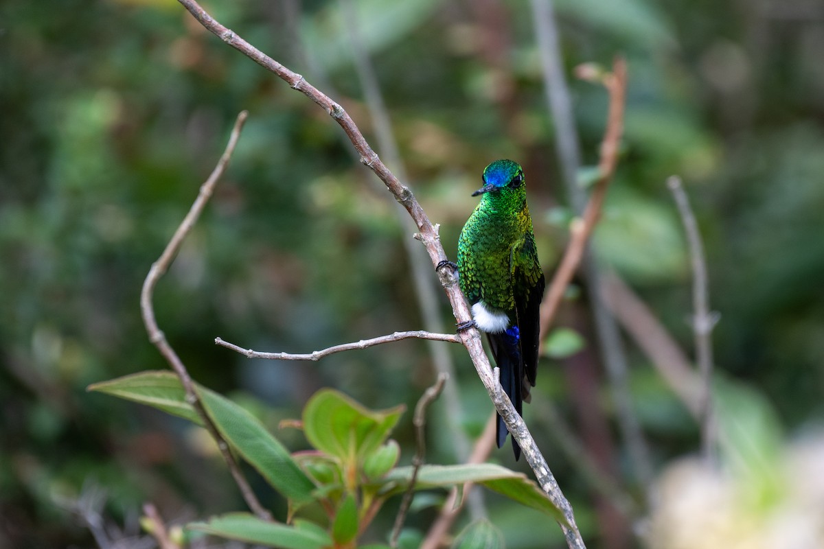 langstjertdunfot - ML644778985