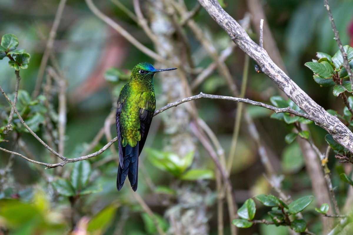 langstjertdunfot - ML644778986