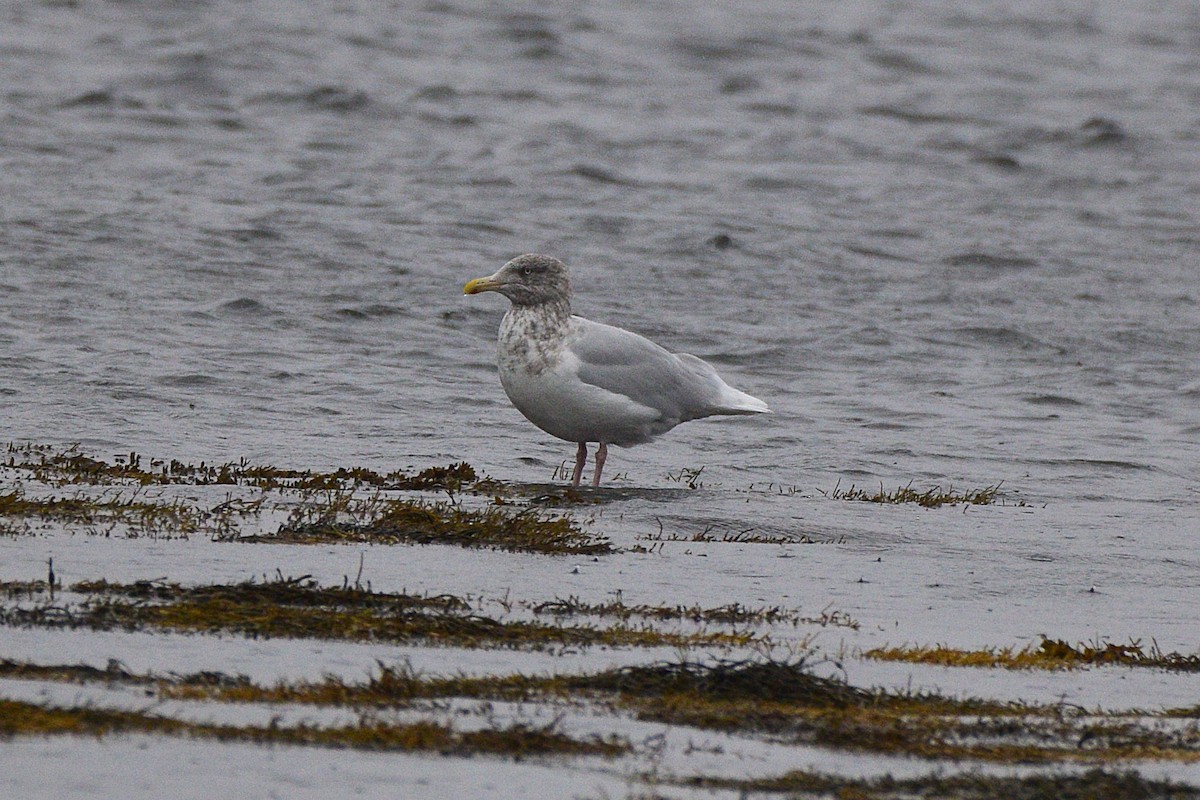 北極鷗 - ML644778992