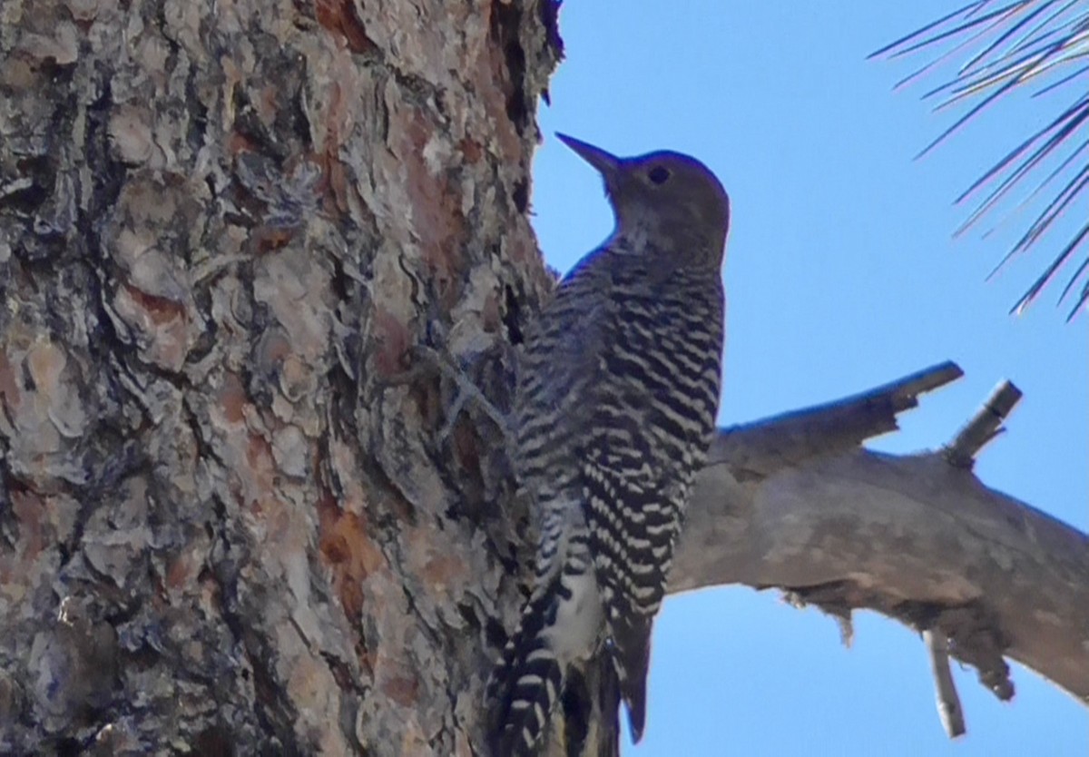 Williamson's Sapsucker - ML644778993