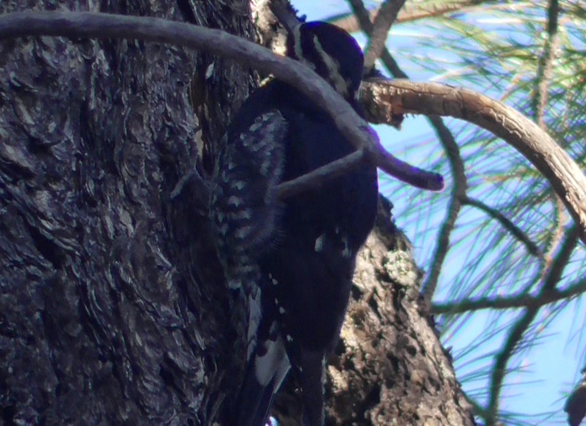 Williamson's Sapsucker - ML644778994