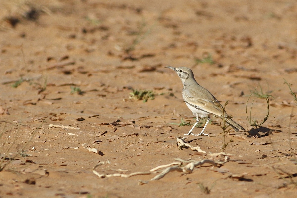 Greater Hoopoe-Lark - ML644779001