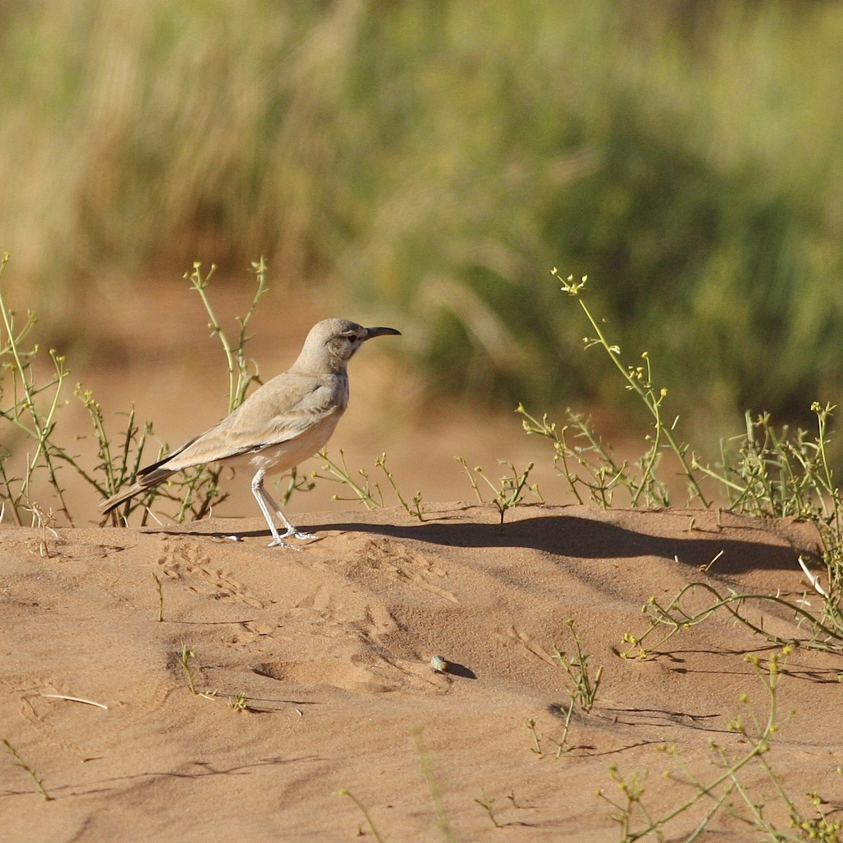 Greater Hoopoe-Lark - ML644779002