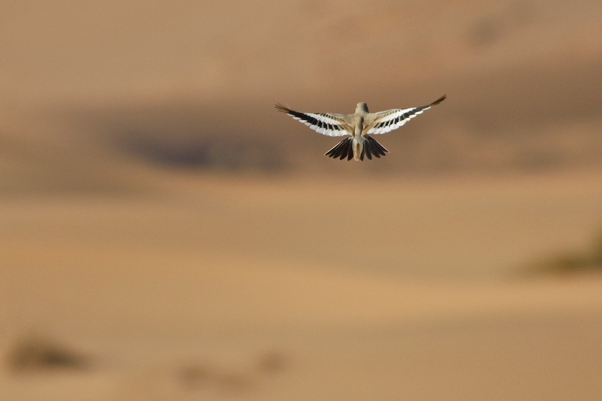 Greater Hoopoe-Lark - ML644779003