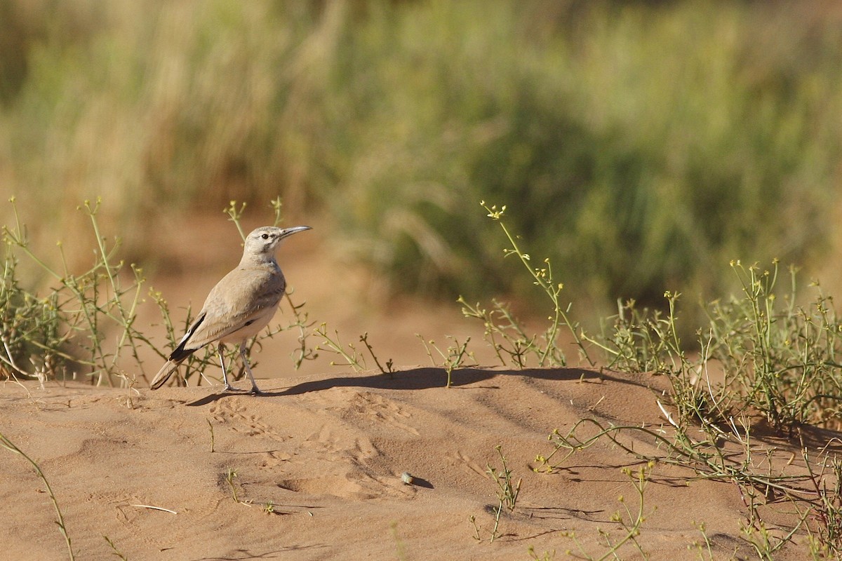 Greater Hoopoe-Lark - ML644779004