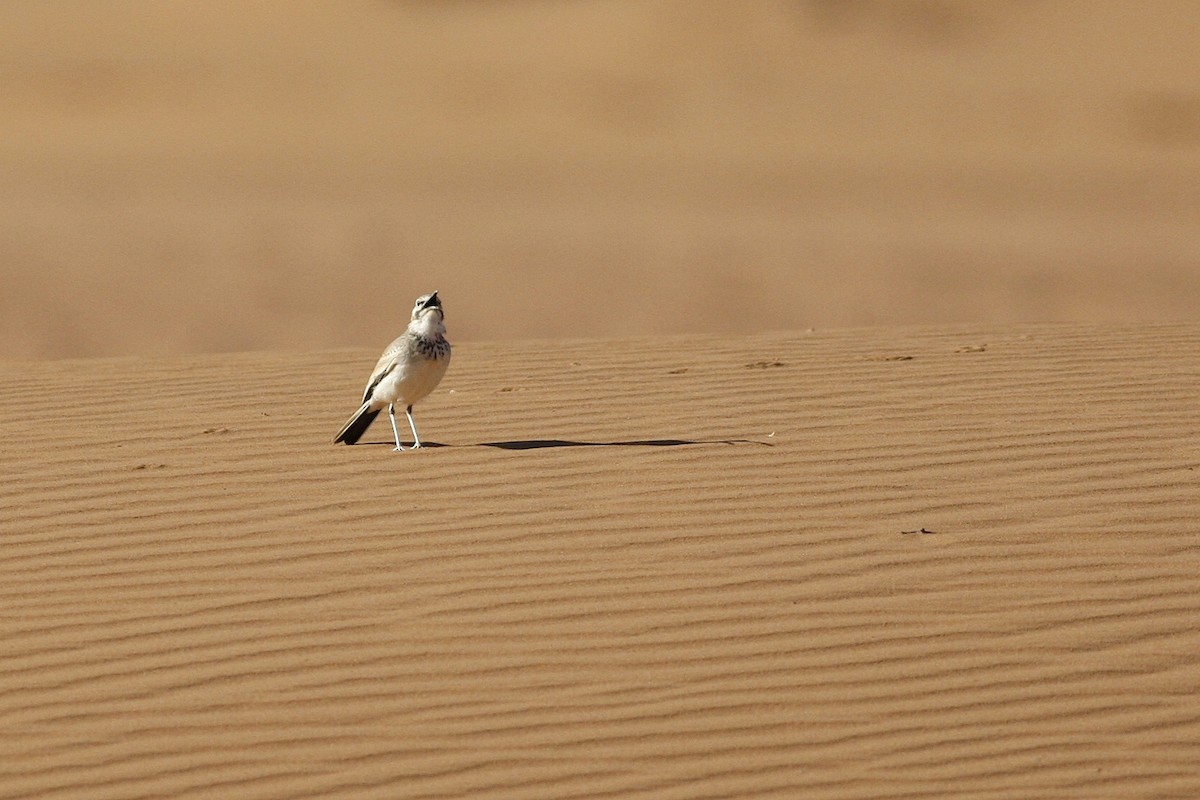 Greater Hoopoe-Lark - ML644779005