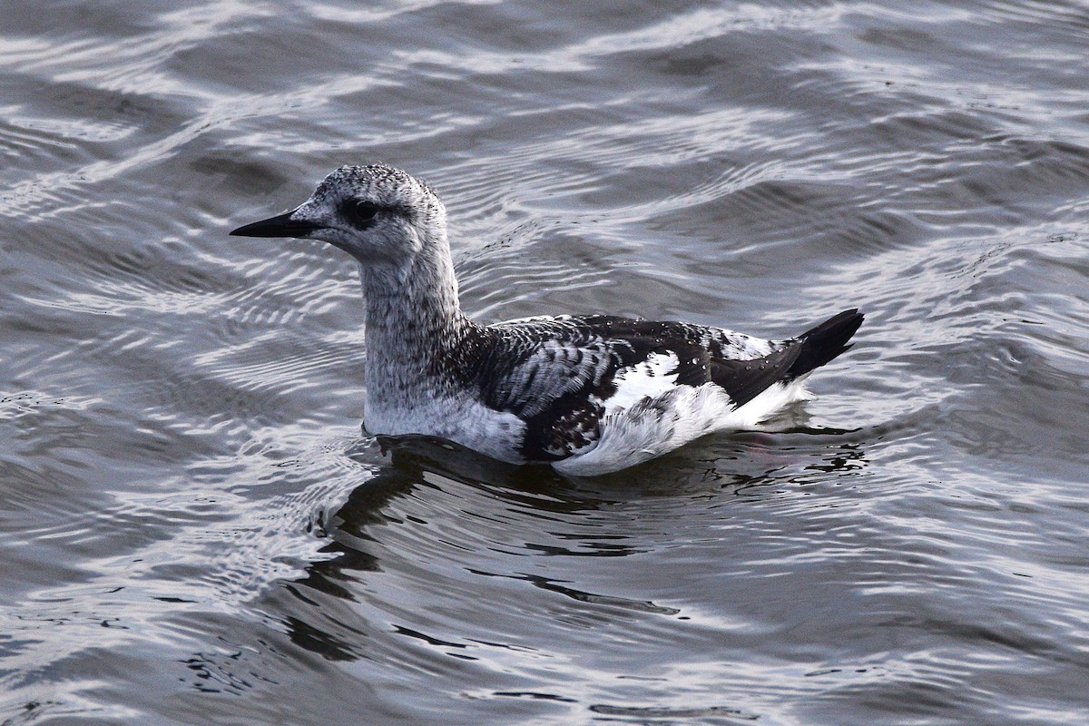 Black Guillemot - ML644779026