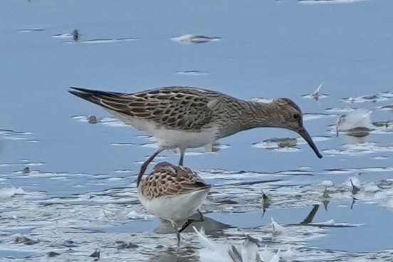 Pectoral Sandpiper - ML644779029