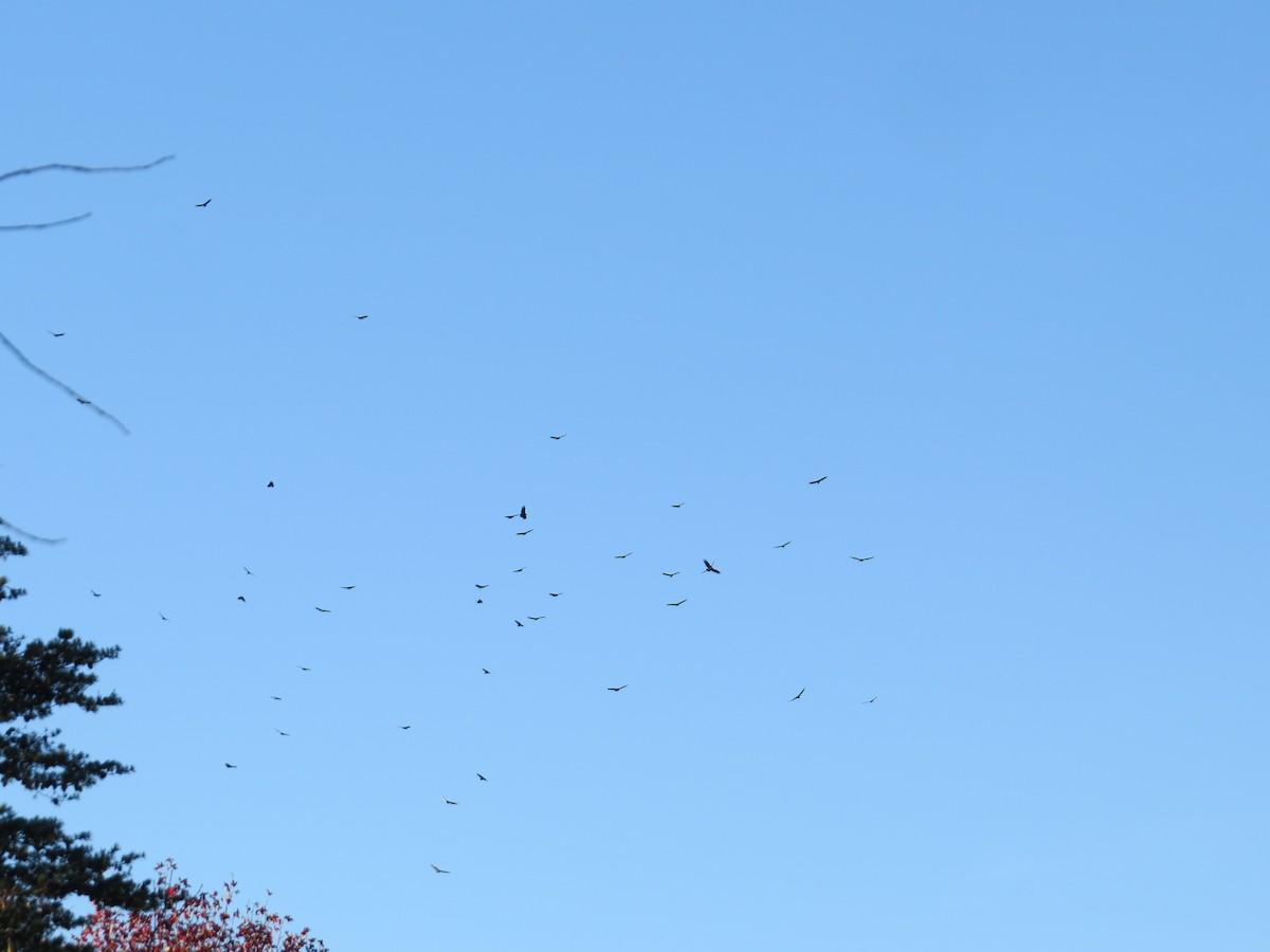 Катарта чорна - ML644779030