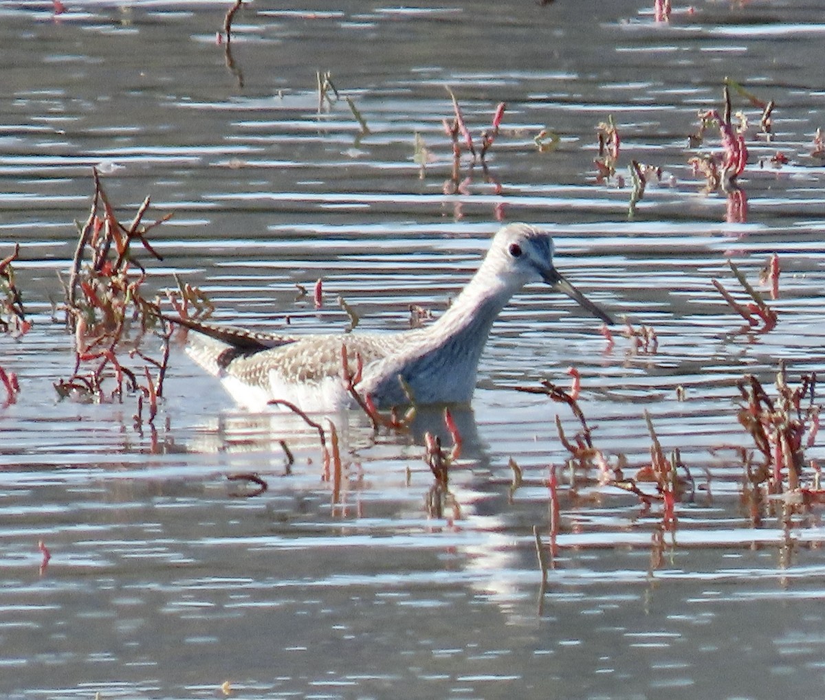 Kuliska hankahori handia - ML644779042