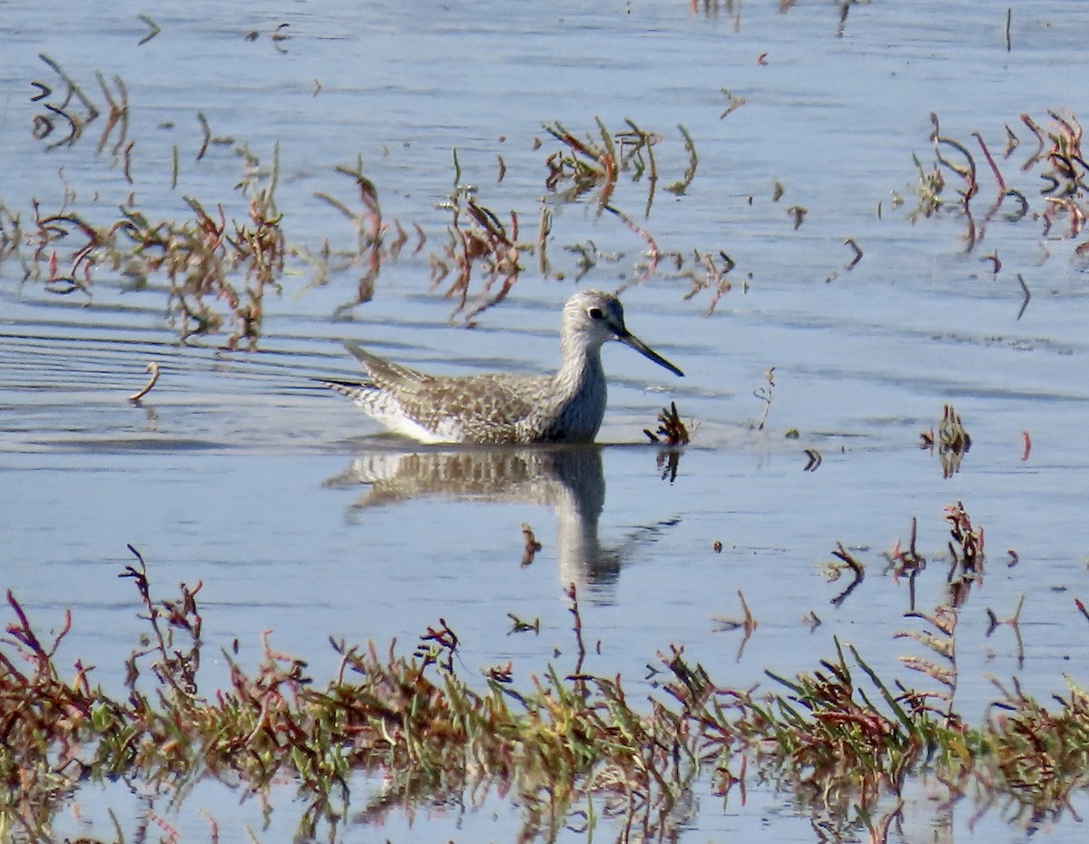 Kuliska hankahori handia - ML644779043