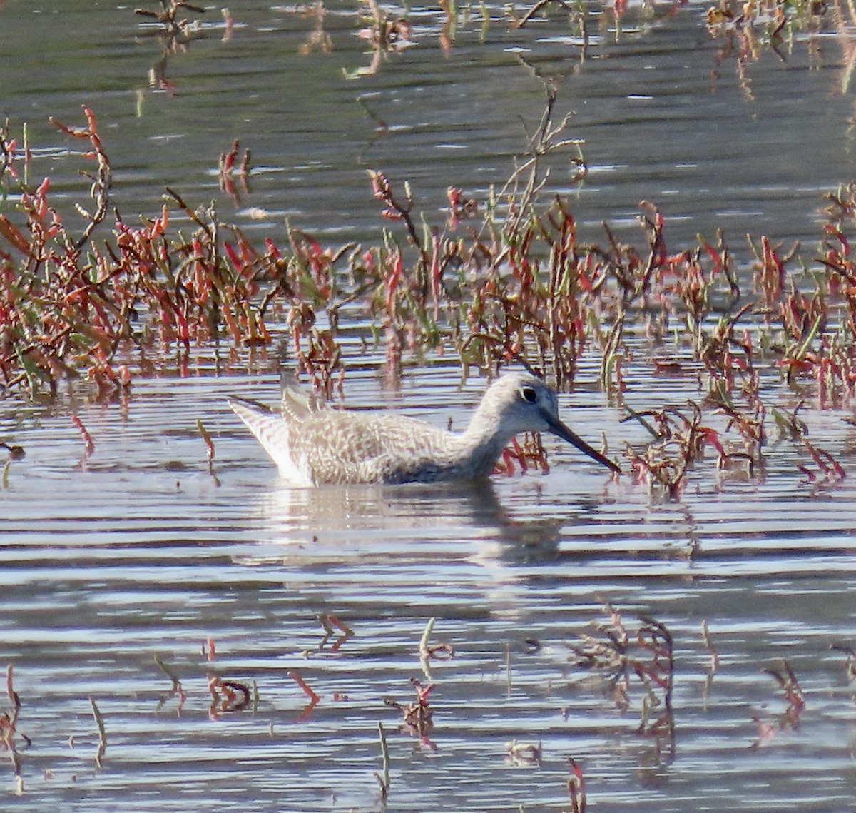 Kuliska hankahori handia - ML644779044