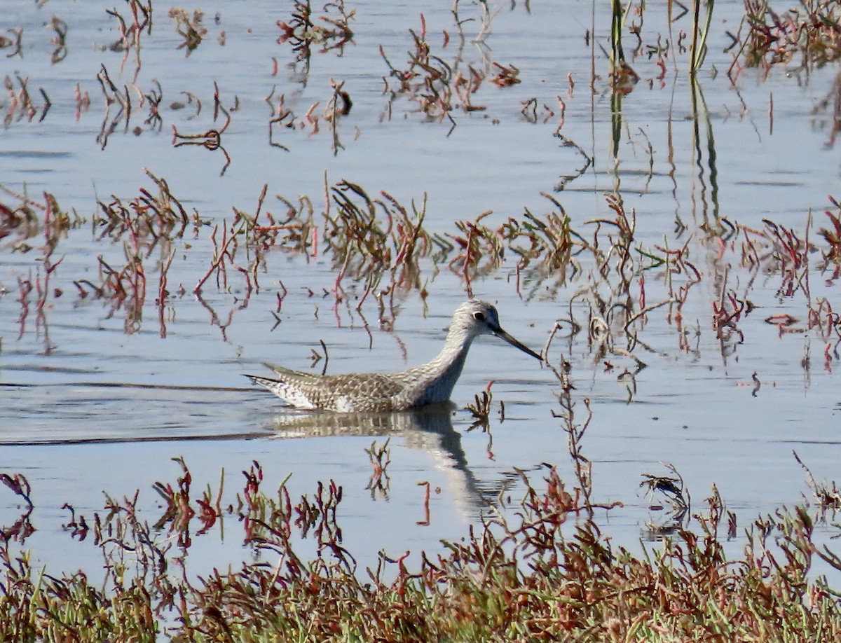 Kuliska hankahori handia - ML644779045