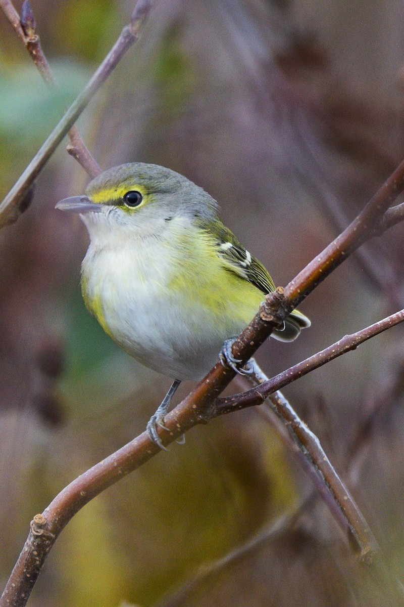 Weißaugenvireo - ML644779046