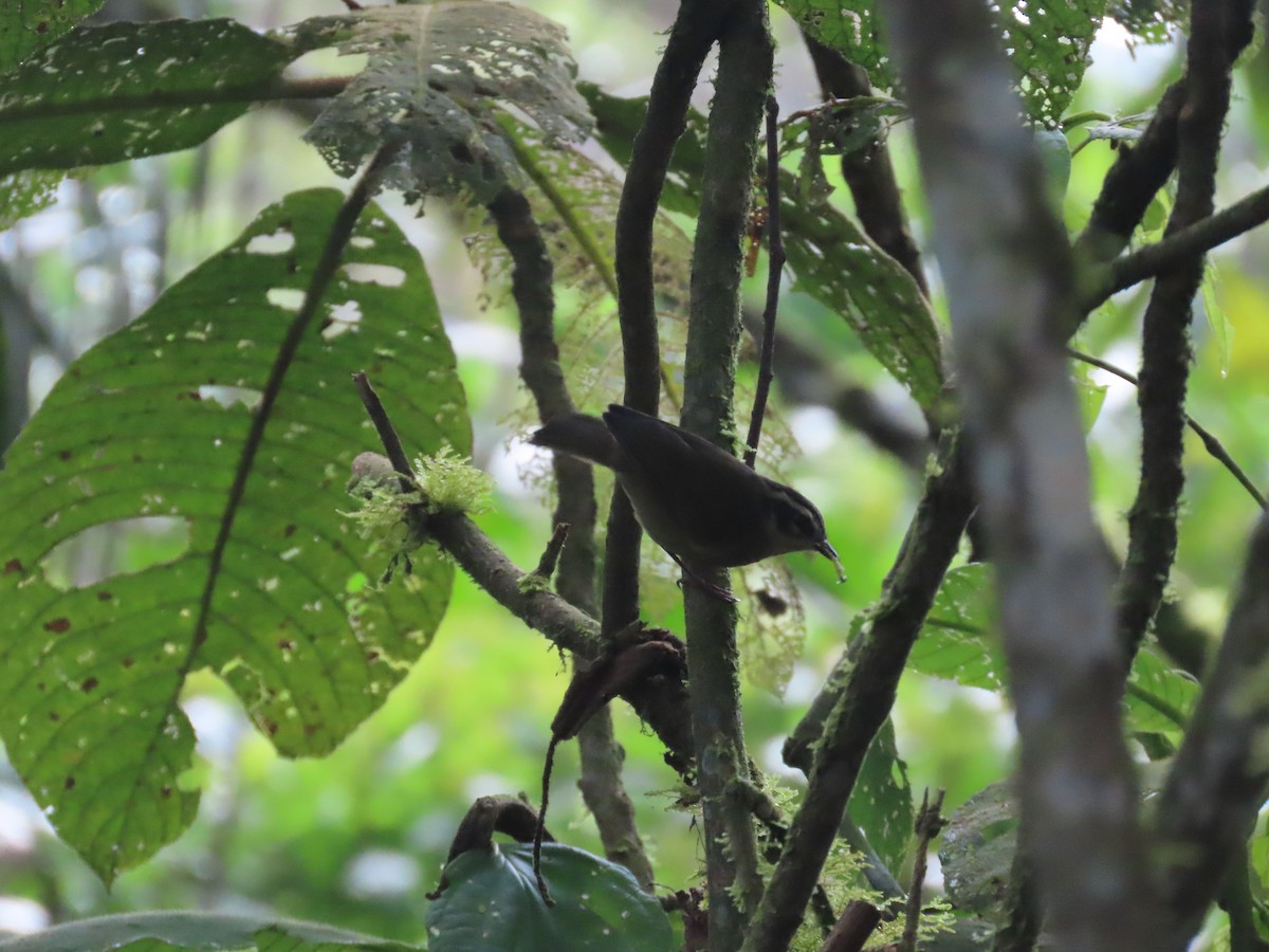 Three-striped Warbler - ML644779059