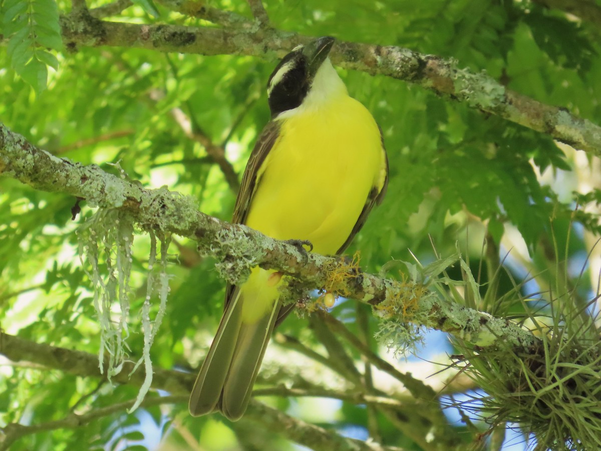 Пітанга-великодзьоб - ML644779067