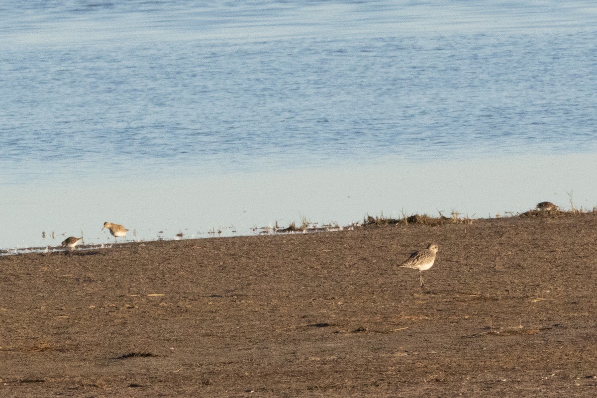 Black-bellied Plover - ML644779070