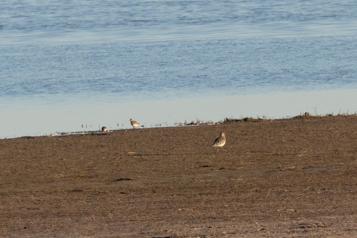 Black-bellied Plover - ML644779071