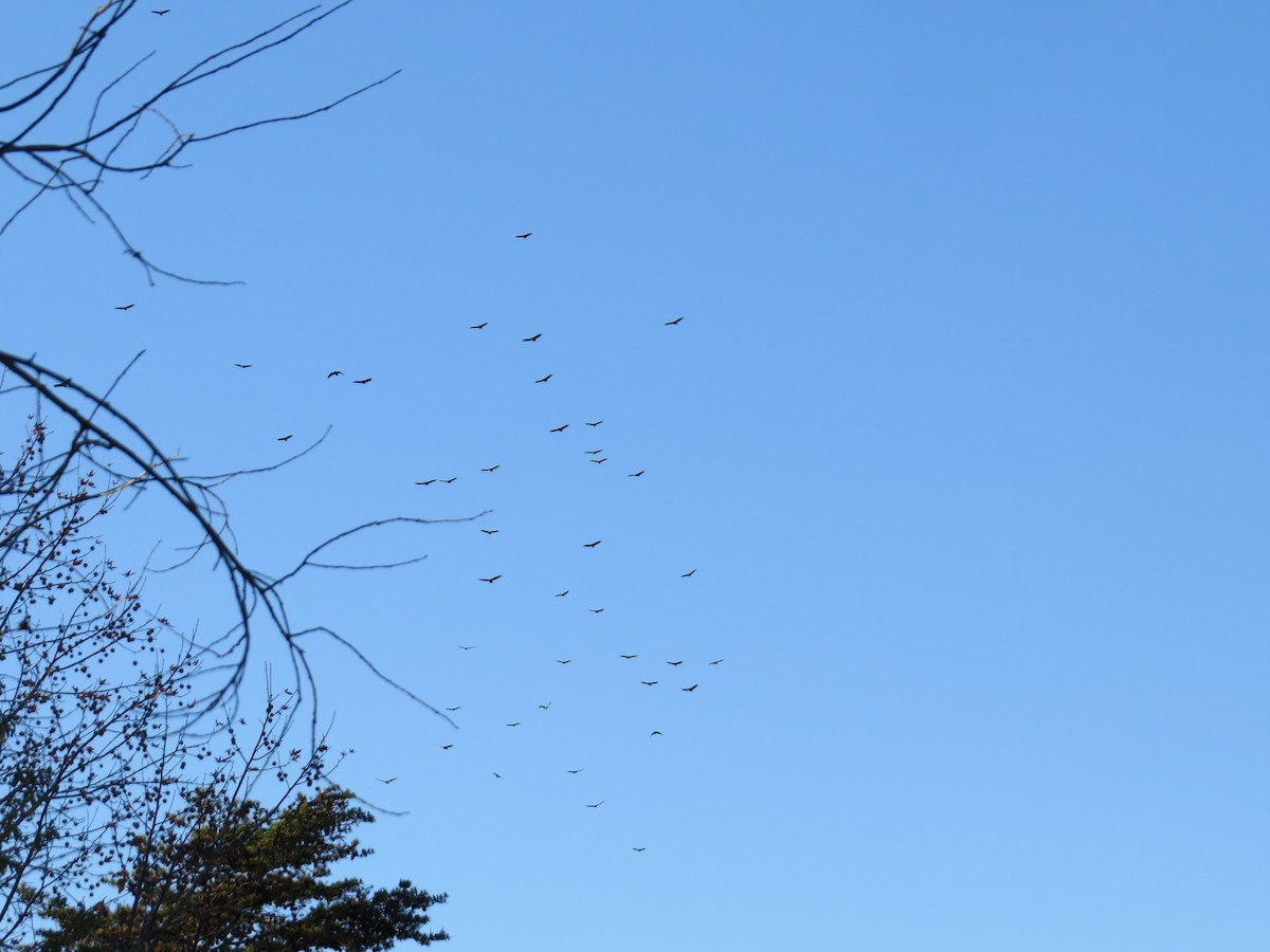 Катарта чорна - ML644779078