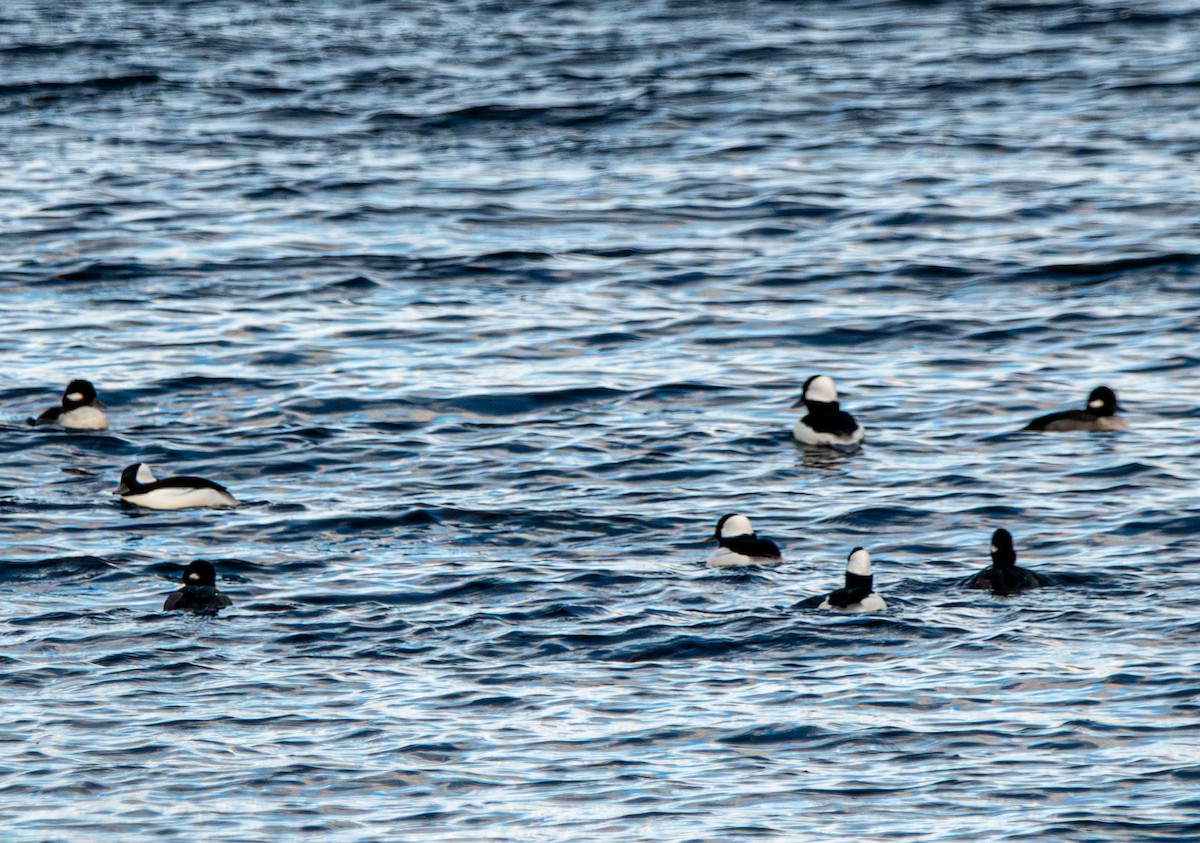 ヒメハジロ - ML644779104