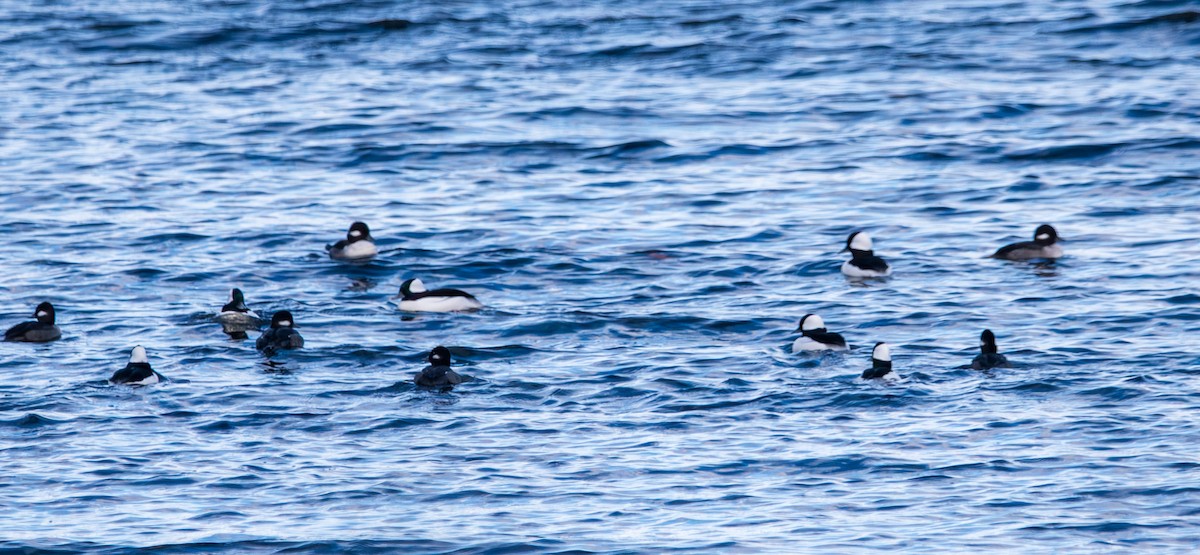 ヒメハジロ - ML644779106