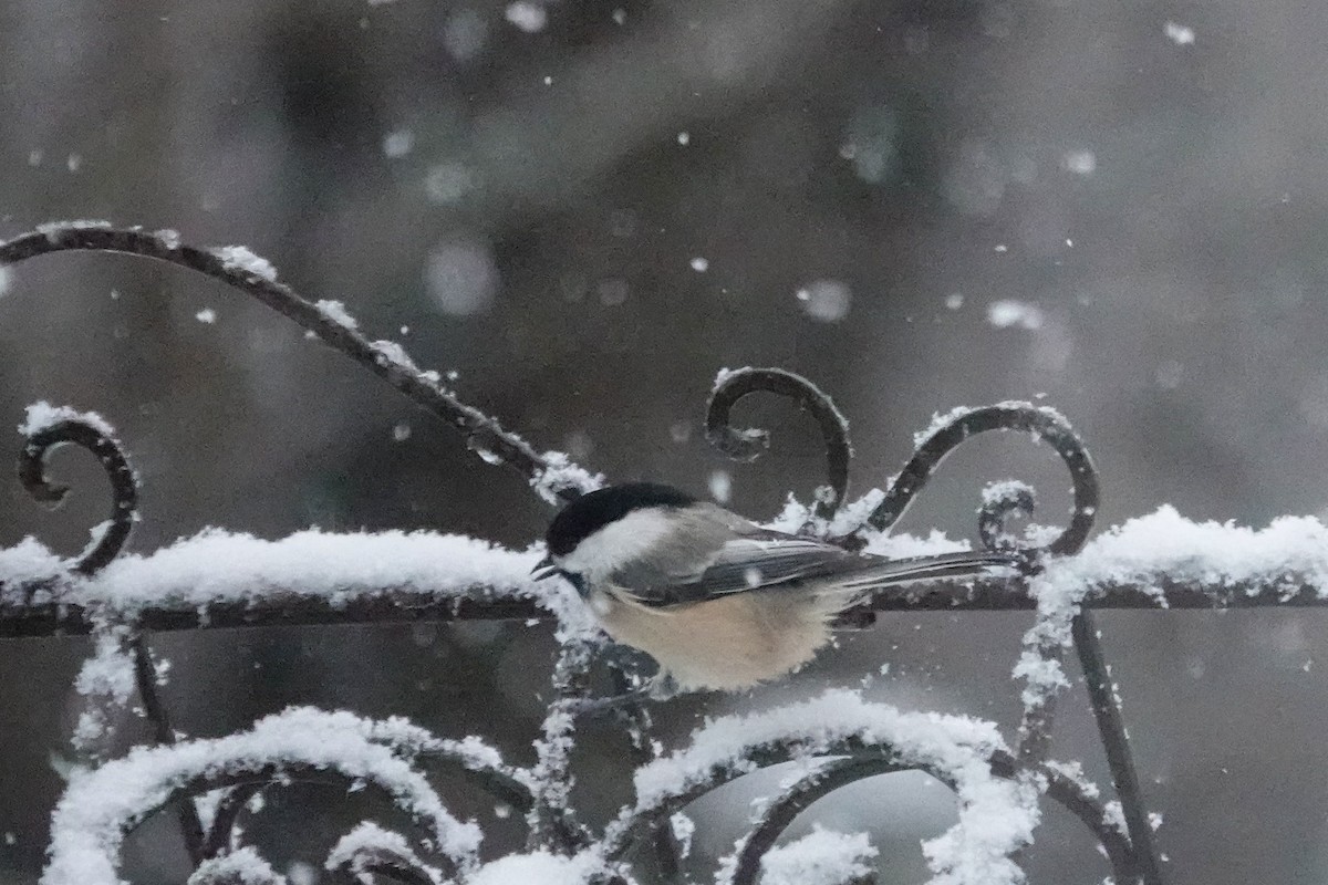 Гаїчка світлокрила - ML644779109