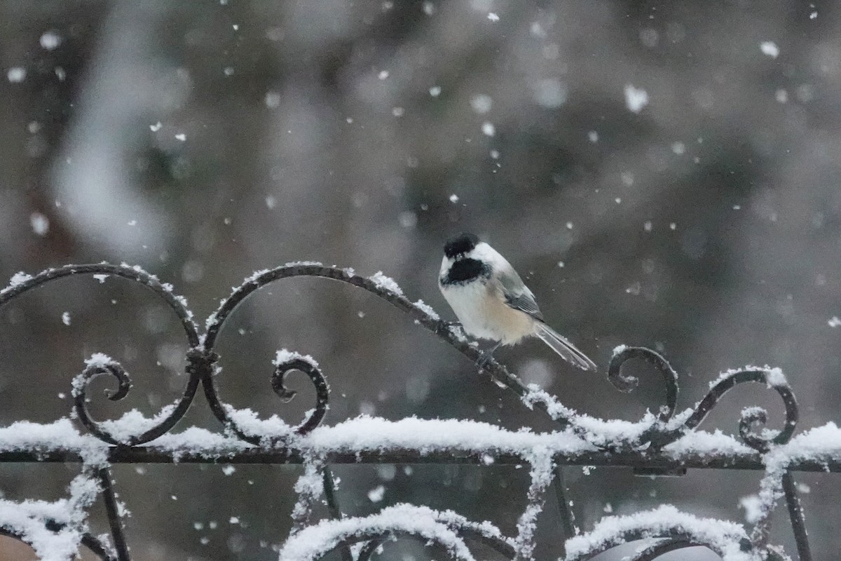 Гаїчка світлокрила - ML644779110