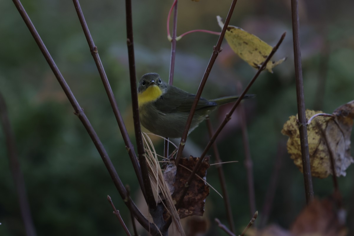 Common Yellowthroat - ML644779125