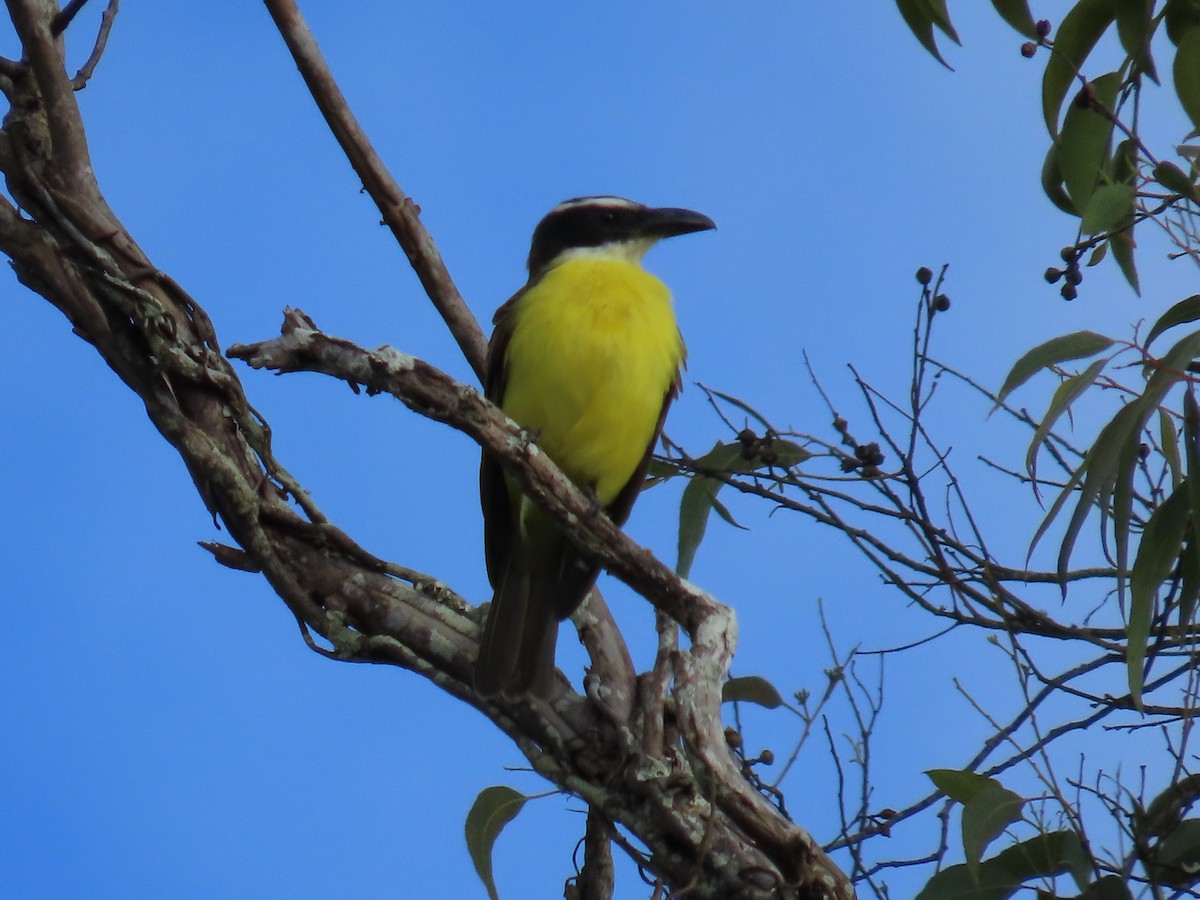 Пітанга-великодзьоб - ML644779129