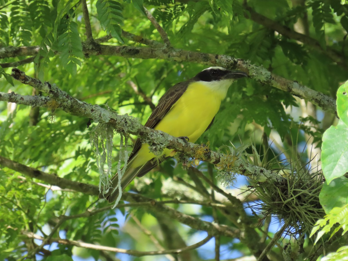 Пітанга-великодзьоб - ML644779130