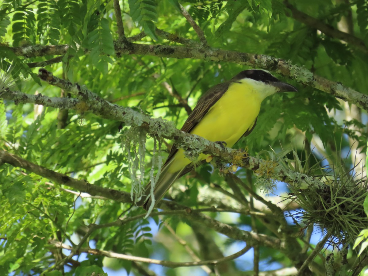 Пітанга-великодзьоб - ML644779131