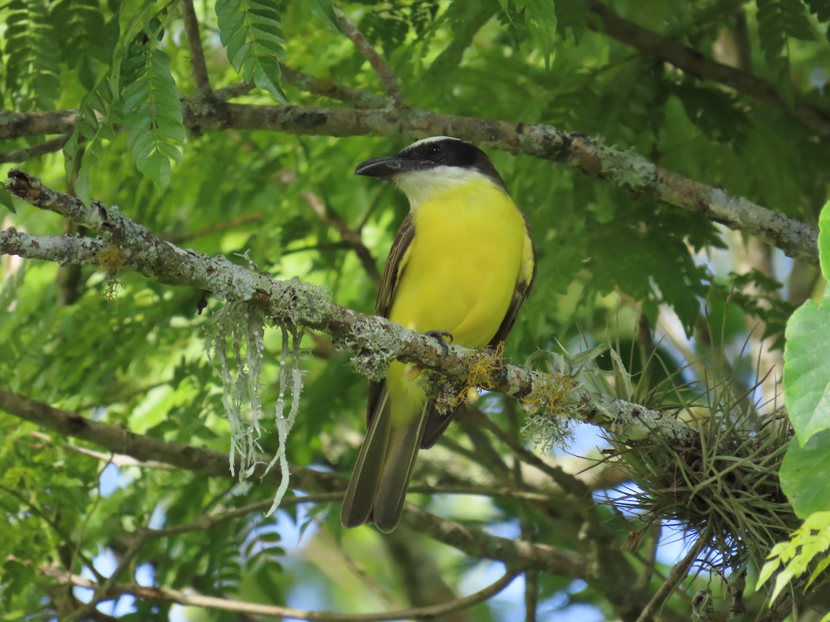 Пітанга-великодзьоб - ML644779132