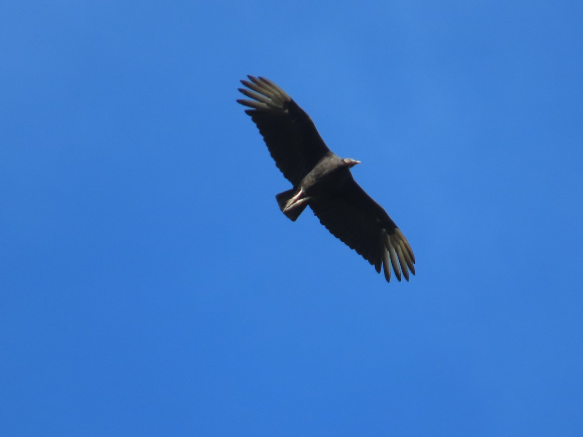 Катарта чорна - ML644779133