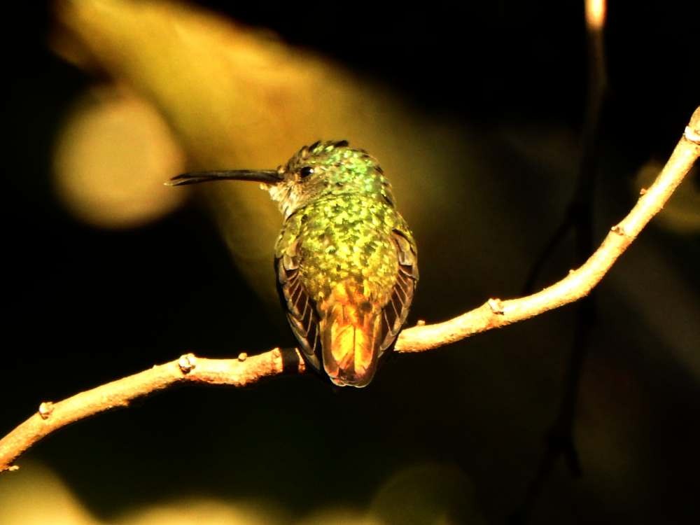 Golden-tailed Sapphire - ML644779143