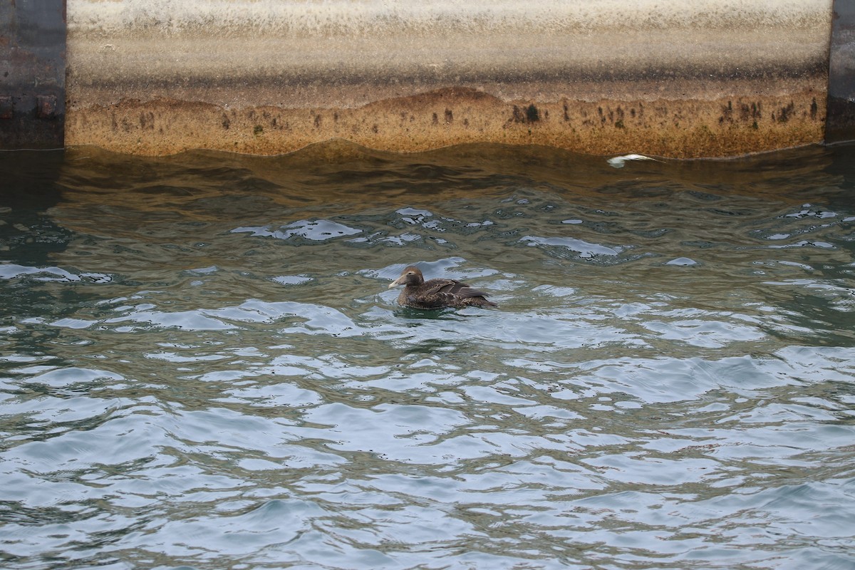 Common Eider - ML644779158