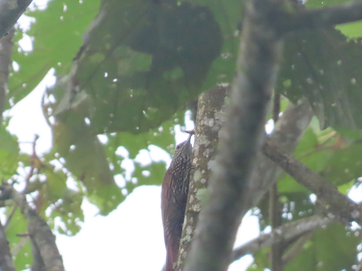 Дереволаз гірський - ML644779161