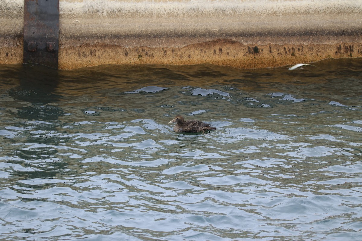 Common Eider - ML644779162