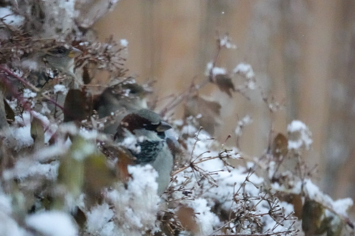 gråspurv - ML644779165