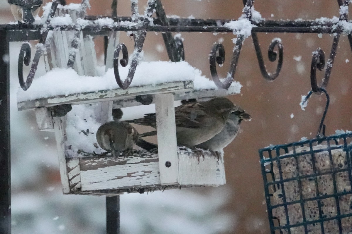 gråspurv - ML644779166