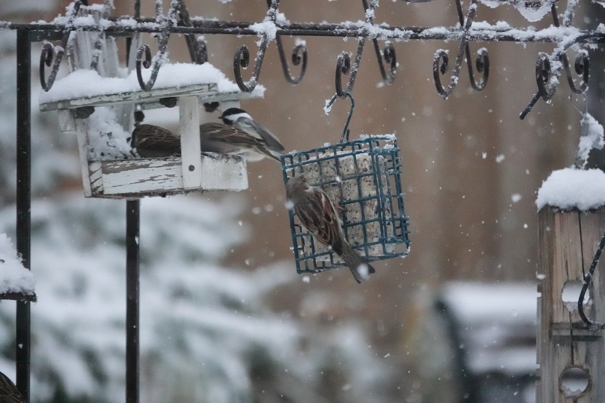 gråspurv - ML644779167