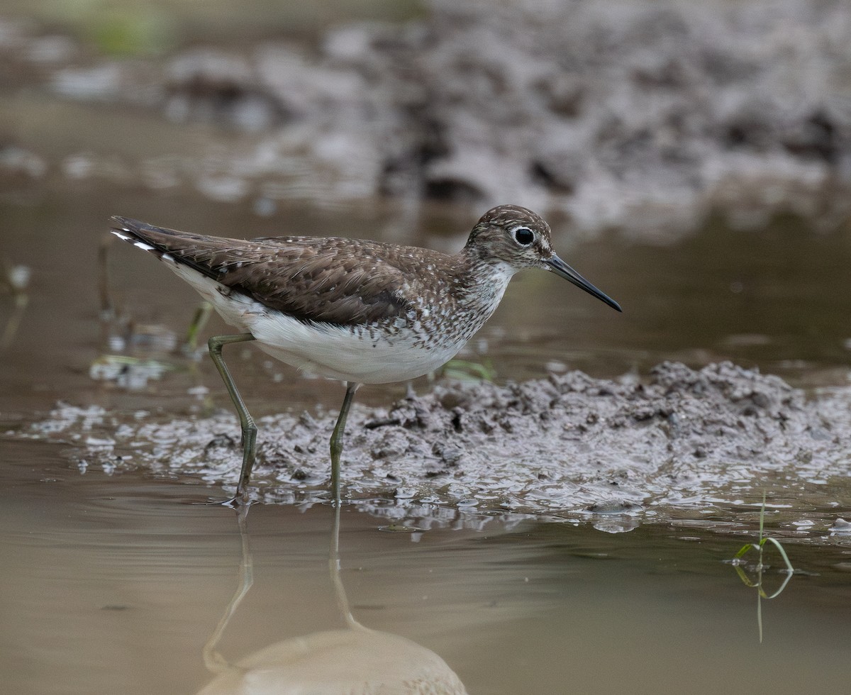 Solitary Sandpiper - ML644779169