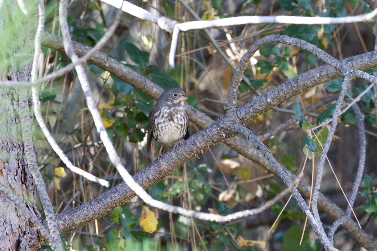 Fox Sparrow - ML644779180