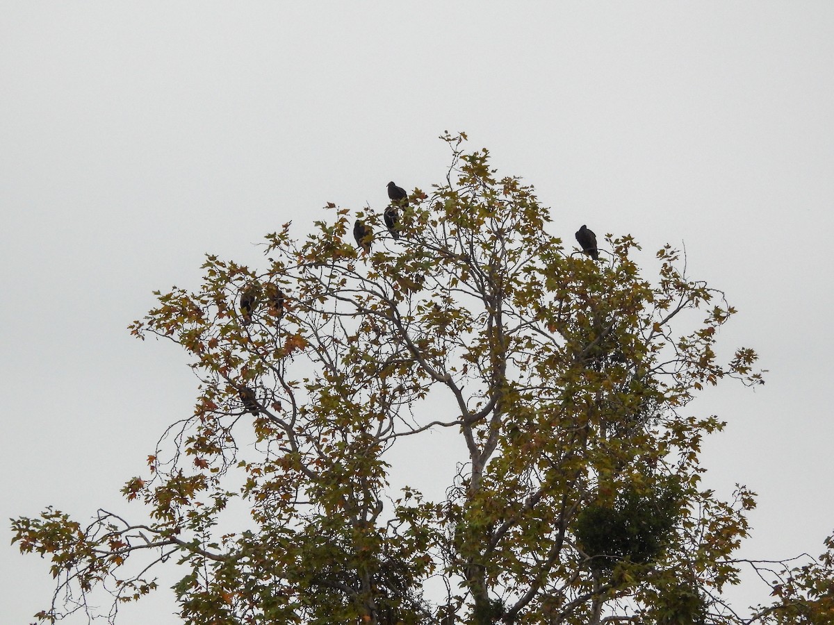 Turkey Vulture - ML644779181
