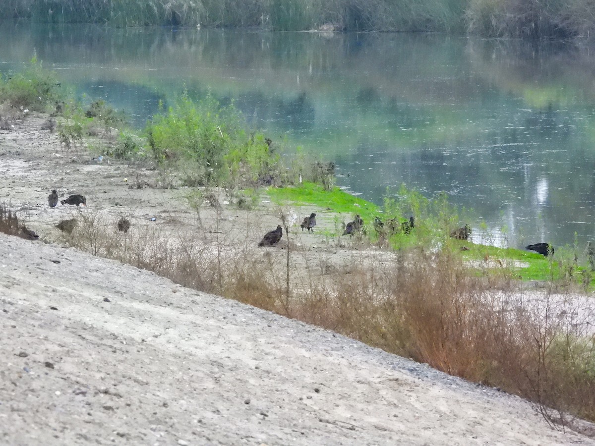 Turkey Vulture - ML644779184